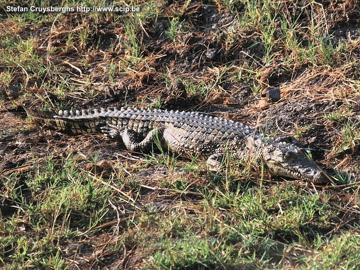 Chobe - Krokodil  Stefan Cruysberghs